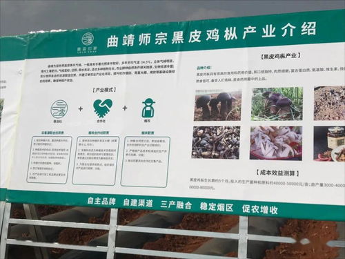 綠色升級 云南國發有機肥推廣助力師宗煙草土壤改良